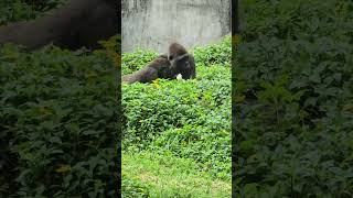 Gorilla gorilla gorilla 西部低地大猩猩 Taipei Zoo [upl. by Pansie]