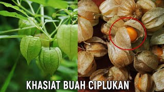 Inilah 9 Manfaat buah Ciplukan untuk kesehatan [upl. by Gittel]