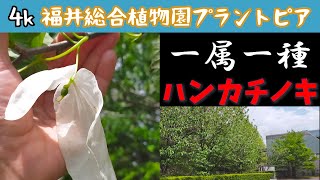 松本園長の解説 ハンカチノキ 5月その1 福井県越前町立福井総合植物園プラントピア Davidia involucrata [upl. by Lleznol534]