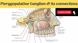 Pterygopalatine Ganglion  Situation  Relations  Connections  Branches  Clinical Anatomy [upl. by Allesiram]