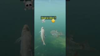 Dead or Alive Baitfish  Pike react pike fishing underwater [upl. by Ilesara]