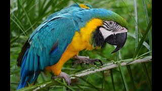 Macaw Talking amp Screaming [upl. by Idnor276]