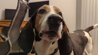 Treeing Walker Coonhound Jax Howling [upl. by Atnicaj]