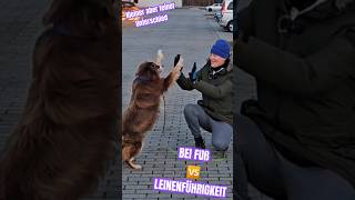 Leinenführigkeit 🆚 BEI FUß laufen DAS IST DER UNTERSCHIED 🐶 hundetraining hundeerziehung [upl. by Tye980]