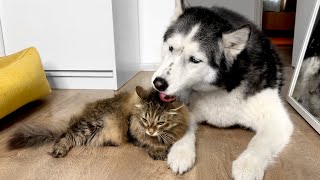 How Cats and Dogs React to Catnip Husky and Cat Friendship [upl. by Haiel]