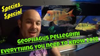 Geophagus Pellegrini Care 2018  Species Special Everything you need to know [upl. by Walther]