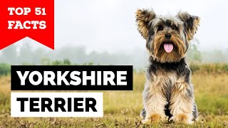 99 of Yorkie Owners Dont Know This [upl. by Etnoek]