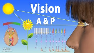 Vision Anatomy and Physiology Animation [upl. by Enaj358]