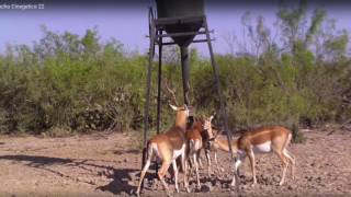 Ranchos en Venta Tierra de Venados [upl. by Ecinert]