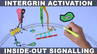 Integrin Activation Signalling  PAR1 Receptor [upl. by Nerte]