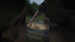 CARP FISHING NO KILL [upl. by Nivled]