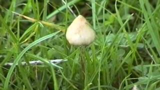 Manna  psilocybin mushroom inspired documentary  by Simon G Powell [upl. by Kinsler]