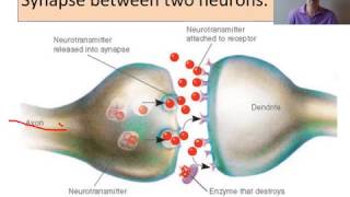 biopsychology Neurons and synaptic transmission [upl. by Negiam]