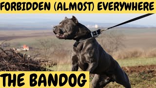 BANDOG  The Forbidden Dogs  almost everywhere [upl. by Eetnahs]