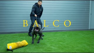 Balco the cane corso  Family protection dog in training 6 months old [upl. by Frederic]