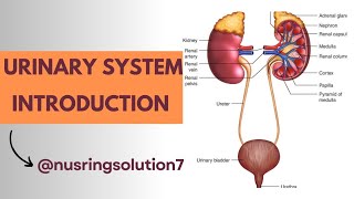 LECTURE  1  URINARY SYSTEM   Anatomy and physiology [upl. by Wooldridge45]