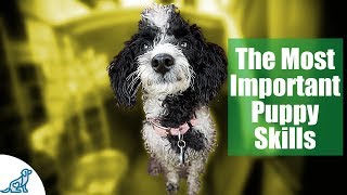 First Week Puppy Training  The 6 Skills To Teach First  Professional Dog Training Tips [upl. by Eenel]