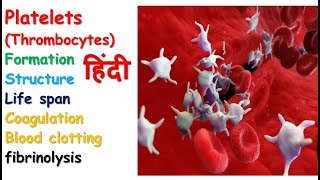 Platelets physiology in hindi  formation  homeostasis  clotting factor  coagulation [upl. by Anada]