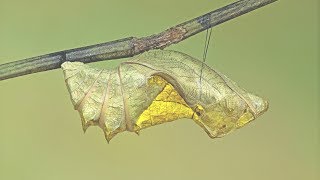 A Common Birdwing Troides helena cerberus caterpillar moults to its pupal stage [upl. by Kunz803]