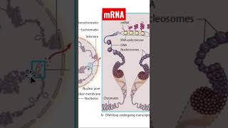 Understanding mRNA What Is mRNA and How Does It Work [upl. by Junius]