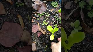 Transplanting Romaine Lettuce 🥬 garden vlog growyourownfood starwarsmusic [upl. by Oibaf267]