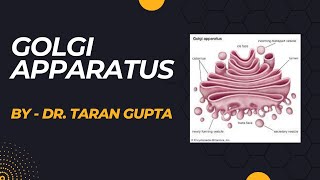 Golgi Apparatus  Eukaryotic Cell Organelle  structure  Function  Class  11  NEET  2024 [upl. by Ameerahs]