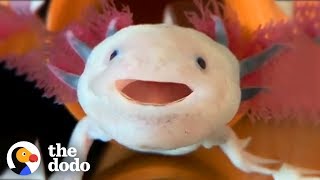 Axolotls Have The Cutest Yawns  The Dodo [upl. by Yorled342]