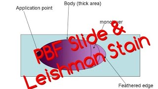 PBF Blood Smear amp Leishman Staining Procedure [upl. by Reinke]