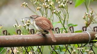 Bewicks Wren Call [upl. by Wilkens417]