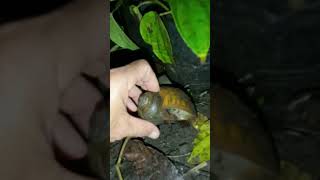 Big Snails Shell pet pet insects petcare ilovefrogs smallfrog smallfrog wildlife [upl. by Unni]