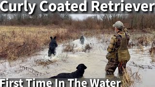 Curly Coated Retriever  First Time Swimming and Hiking On The Farm [upl. by Bocyaj979]