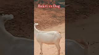 Bakri vs dog 🐕 [upl. by Doersten]