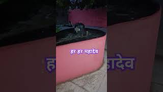 Kamaniya Dham Narnaul shivling mahadev bholenath shorts viral trending temple [upl. by Elpmid]