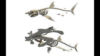 White Shark and Hammerhead Skeletons 3D Models [upl. by Valer]