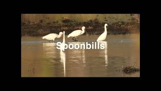 Lesvos Birds 2024  Early Morning on the Christou River [upl. by Ennaegroeg312]