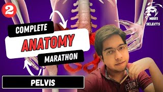 PELVIS  MBBS ANATOMY  One Shot  Biswanath Tripathy [upl. by Meijer]