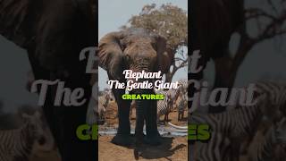 WOW Meet the MIGHTY Elephant animals facts elephant funfacts Shorts safari [upl. by Ruhtua]