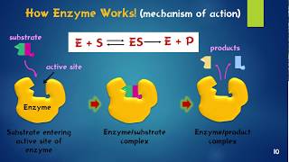 Enzymes Biological Catalysts เอนไซม์ [upl. by Ainej401]