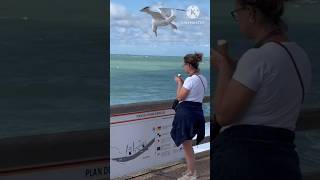 Seagull intelligent bird [upl. by Adnertal]