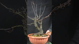 23 Crataegus monogyna [upl. by Apoor]