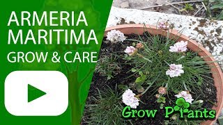 Armeria maritima  grow and care [upl. by Phaidra]