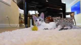 Adorable Oriental Shorthair Cat Video [upl. by Nnylyt]