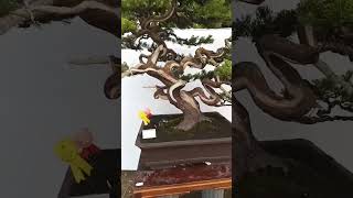 sinensis lekuk lekuk bonsai bahanbonsai [upl. by Tivad]