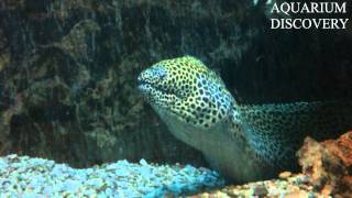 Muraena  Gymnothorax favagineus  Honeycomb moray  Мурена сотовая [upl. by Annam]