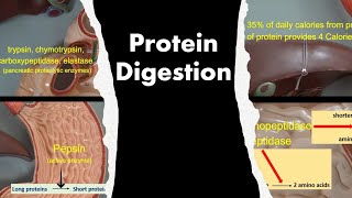 Protein Digestion [upl. by Dal]