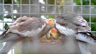 Cockatiels Preening [upl. by Almira]