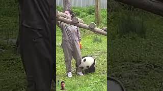 Panda 🐼 shortschallenge panda pandacare amazingfacts animals interestingfacts pandalife [upl. by Gradeigh836]