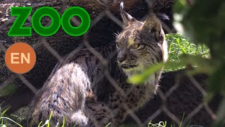 Iberian lynx 4K Lynx pardinus lince ibérico Pardelluchs lince pardina Lynx ibérique [upl. by Humfrey486]