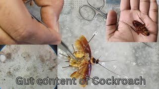 Isolation of protozoan and helminth parasite from gut content of cockroach 🪳 Zoology PracticalAOB [upl. by Oenire559]