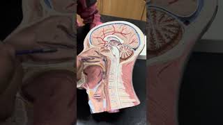 Head and Neck  Sagittal Section  Gross Anatomy  2nd Year MBBS [upl. by Jennifer464]